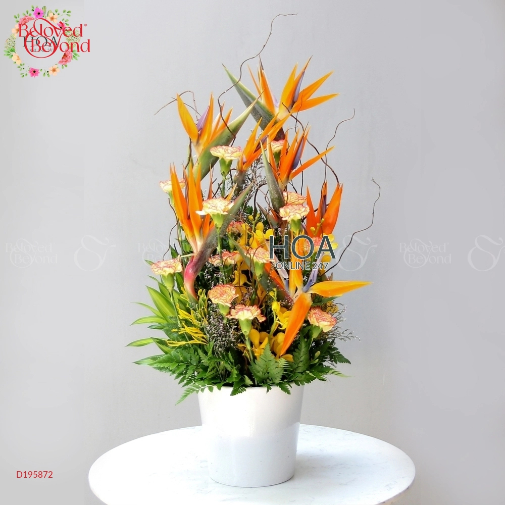 D195872 - belovedbeyond.com