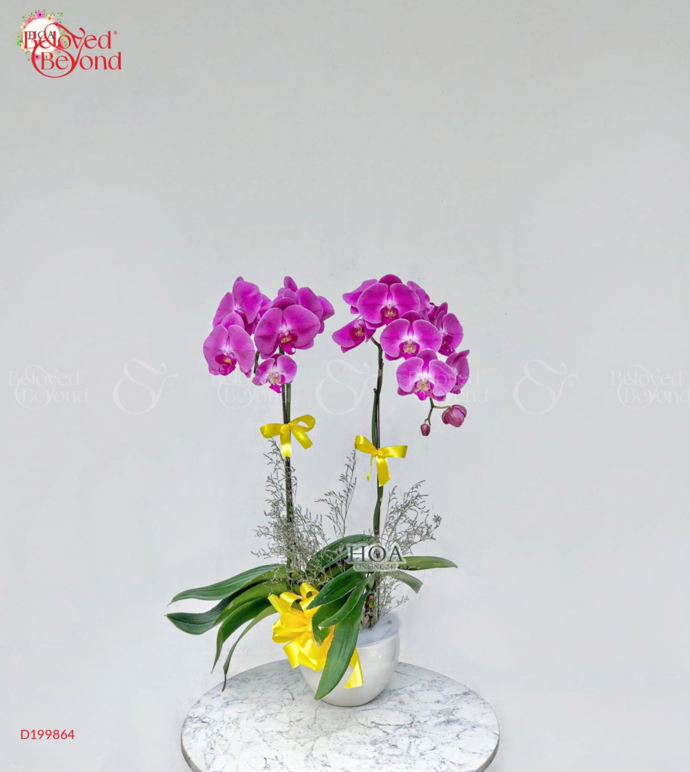 Phú Ý - belovedbeyond.com
