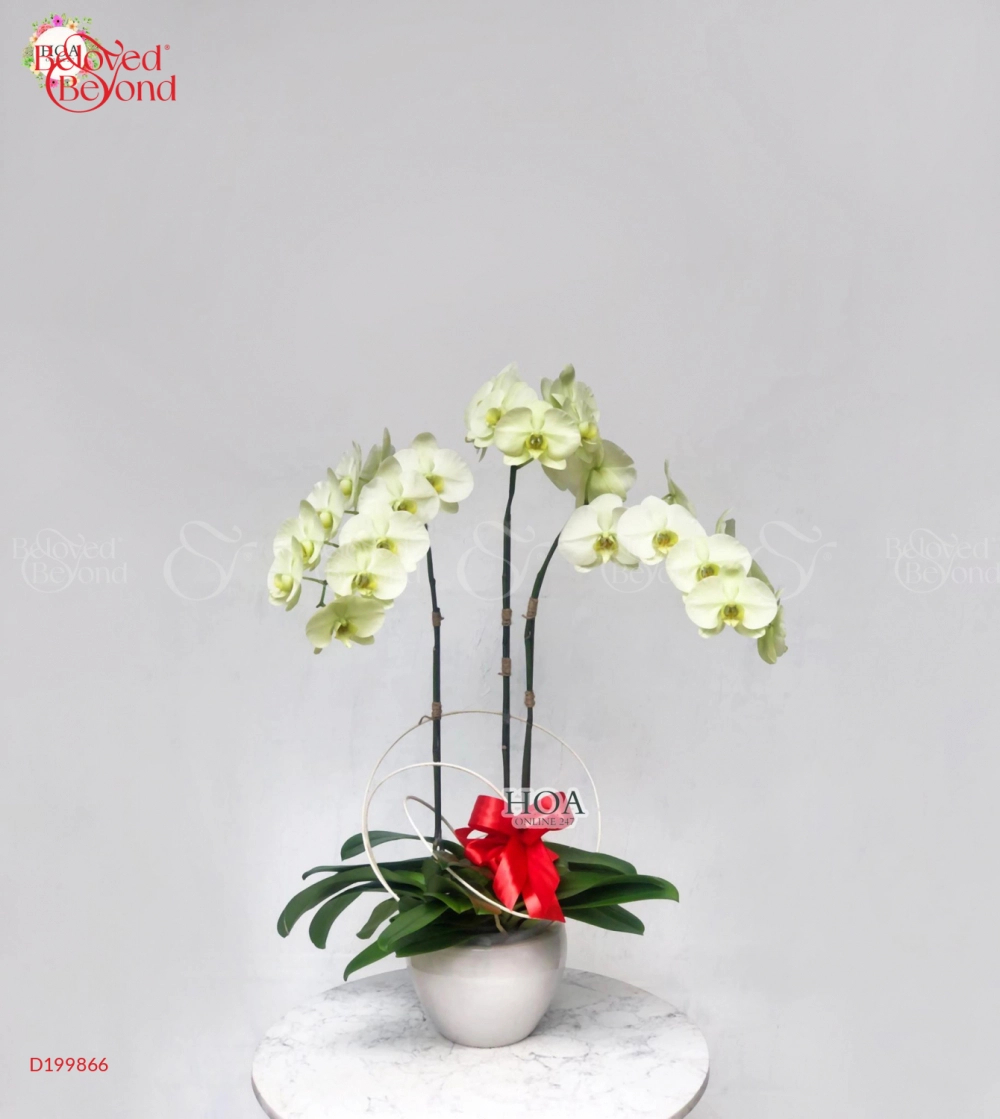 Chậu Lan Hồ Điệp - belovedbeyond.com