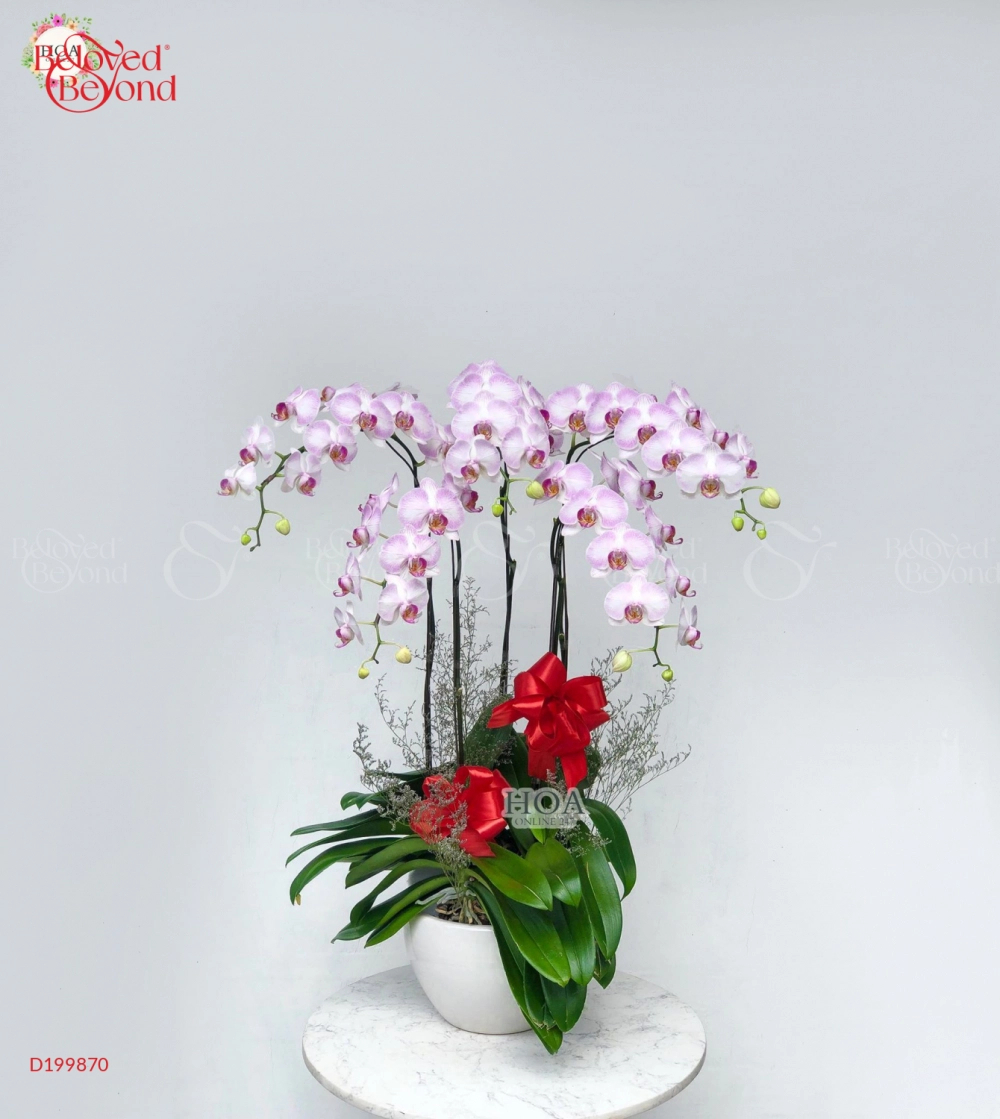 Chậu Lan Hồ Điệp - belovedbeyond.com