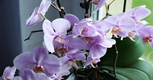 Khám phá 3 cách giữ hoa lan tươi lâu cùng Hoa 7 Ngày - belovedbeyond.com