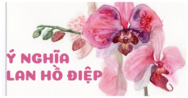 Ý nghĩa Lan hồ điệp - belovedbeyond.com