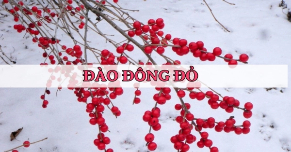 Đào đông đỏ Hà Lan - belovedbeyond.com
