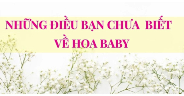 Hoa Baby - Hoa của tình yêu thơ ngây. - belovedbeyond.com