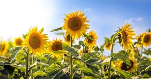 Ý nghĩa hoa hướng dương trong cuộc sống. - belovedbeyond.com