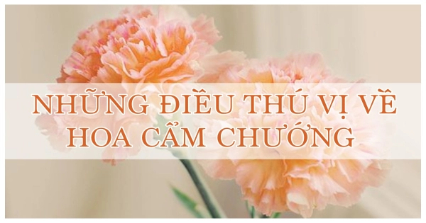 Những điều thú vị về hoa Cẩm chướng. - belovedbeyond.com