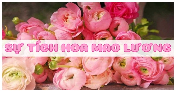 Sự tích hoa Mao lương. - belovedbeyond.com