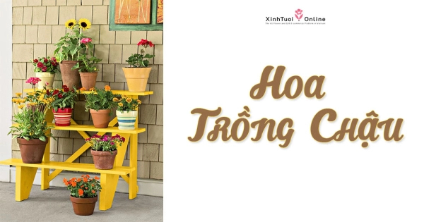 HOA CHẬU Ý NGHĨA TẶNG SINH NHẬT - belovedbeyond.com