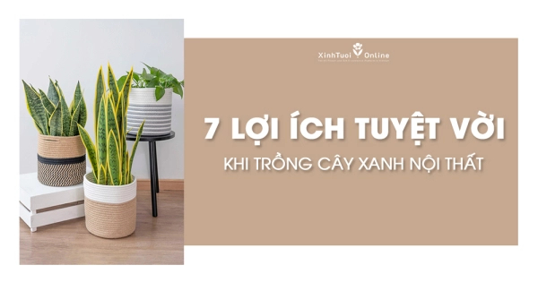 7 LỢI ÍCH TUYỆT VỜI KHI TRỒNG CÂY XANH NỘI THẤT - belovedbeyond.com