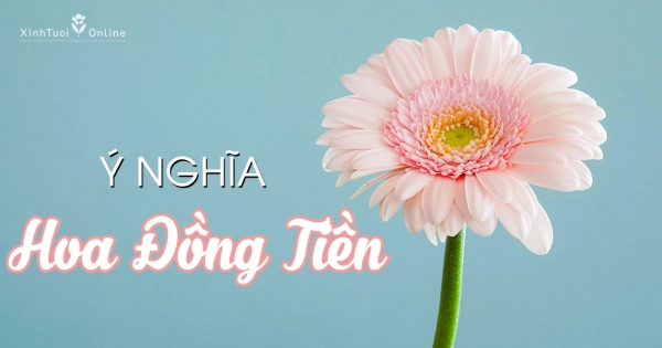 Sự thật thú vị về hoa đồng tiền - belovedbeyond.com