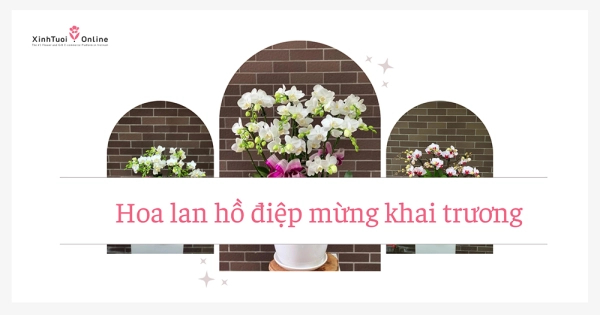 HOA LAN HỒ ĐIỆP CHÚC MỪNG KHAI TRƯƠNG - belovedbeyond.com