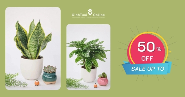 GIẢM GIÁ LÊN ĐẾN 50% CÂY XANH TRANG TRÍ - belovedbeyond.com