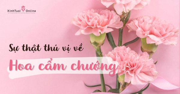 HOA CẨM CHƯỚNG VÀ NHỮNG ĐIỀU THÚ VỊ CÓ THỂ BẠN CHƯA BIẾT - belovedbeyond.com