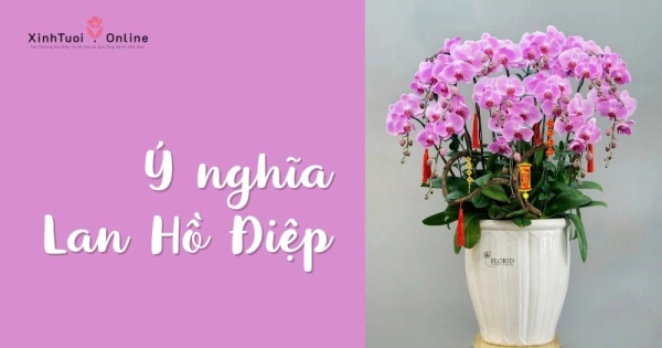 LAN HỒ ĐIỆP - LOÀI HOA MANG VẺ ĐẸP SANG TRỌNG, QUÝ PHÁI - belovedbeyond.com