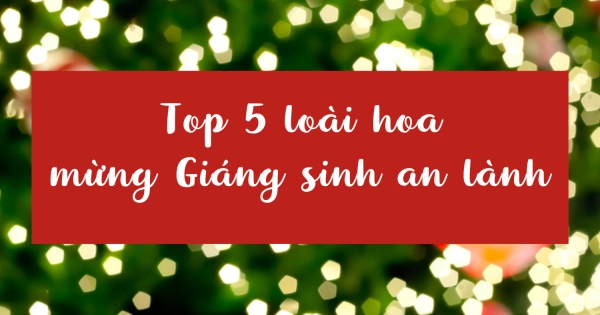LOÀI HOA CHÚC MỪNG MỘT MÙA GIÁNG SINH AN LÀNH - belovedbeyond.com
