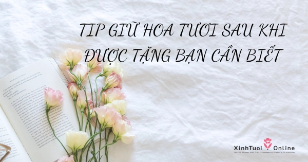HƯỚNG DẪN CÁCH CHĂM SÓC HOA CHÚC MỪNG SAU KHI ĐƯỢC TẶNG - belovedbeyond.com