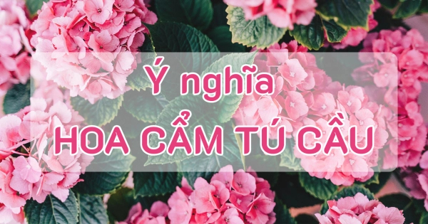 NHỮNG SỰ THẬT THÚ VỊ VỀ HOA CẨM TÚ CẦU MÀ BẠN CÓ THỂ CHƯA BIẾT - belovedbeyond.com