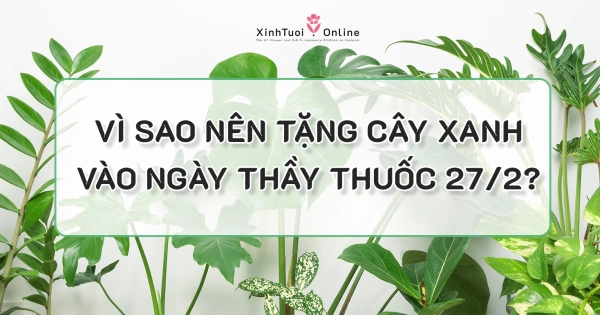 QUÀ TẶNG CÂY XANH THAY LỜI CẢM ƠN DỊP 27/2 - belovedbeyond.com