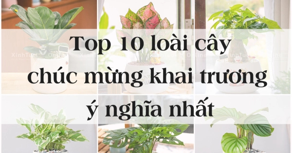 Top 10 cây cảnh chúc mừng khai trương ý nghĩa - belovedbeyond.com