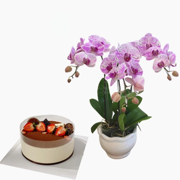 Lan Hồ Điệp & Bánh - belovedbeyond.com