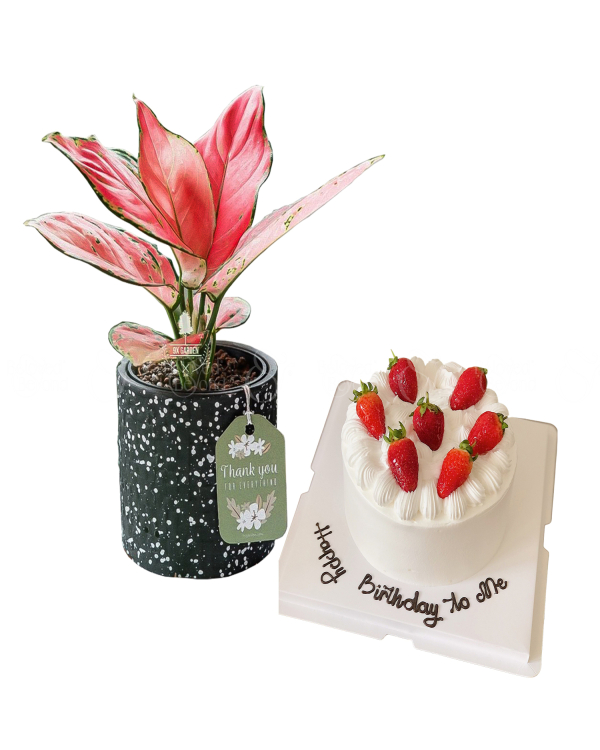 Combo Bánh Kem & Cây - belovedbeyond.com