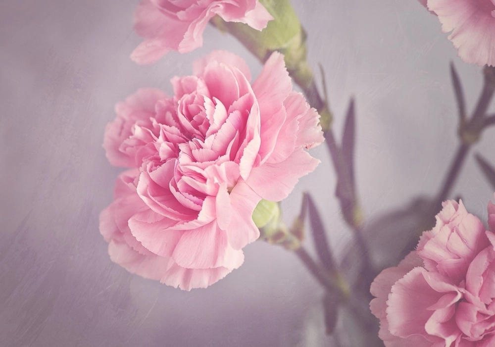 Hoa Cẩm Chướng- Đa màu sắc, đa ý nghĩa- Hoa 7 Ngày.