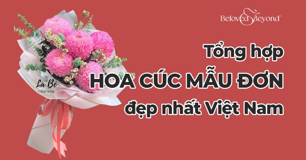 TỔNG HỢP NHỮNG MẪU HOA CÚC MẪU ĐƠN ĐẸP NHẤT VIỆT NAM
