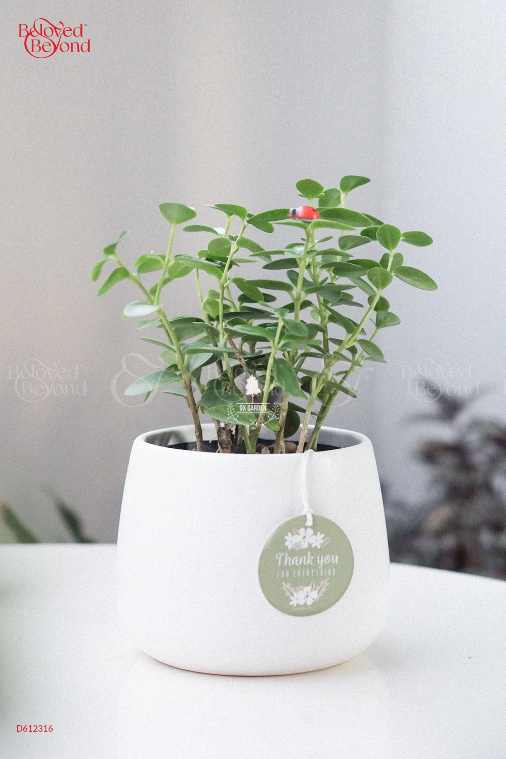 Hoya Tròn Nhật Bản - belovedbeyond.com