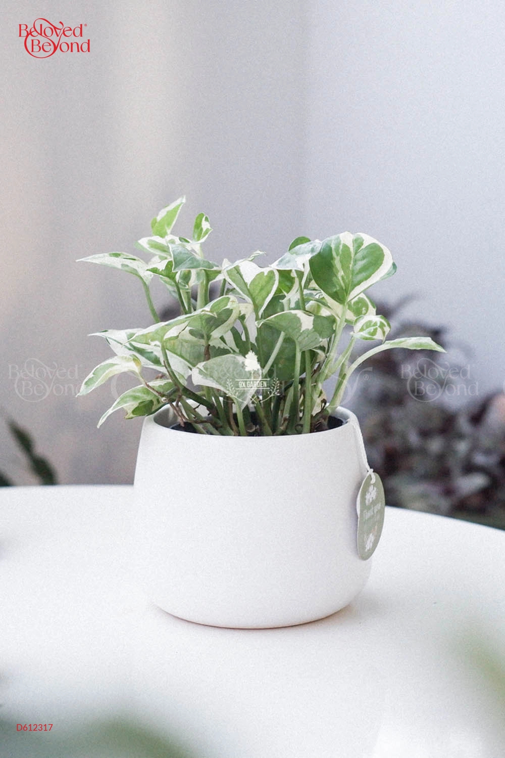Trầu Bà Cẩm Thạch × Kanso 10.0 - belovedbeyond.com
