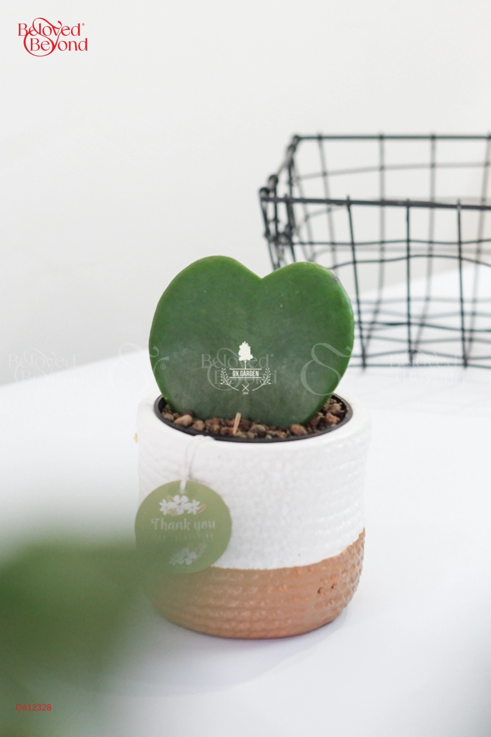 Hoya Tim × Teori - belovedbeyond.com
