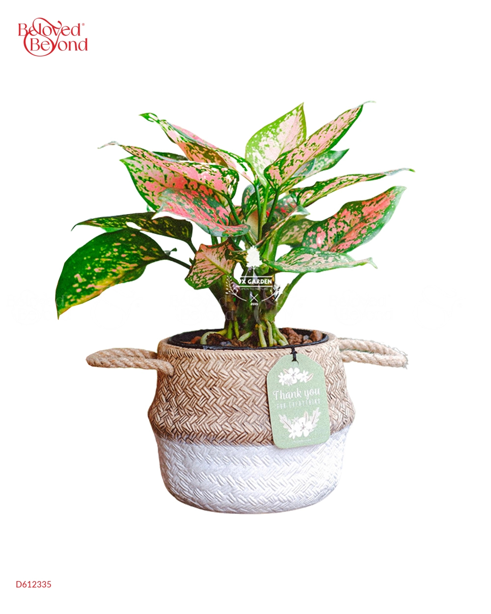 Vạn Lộc × Cói Gcs - belovedbeyond.com