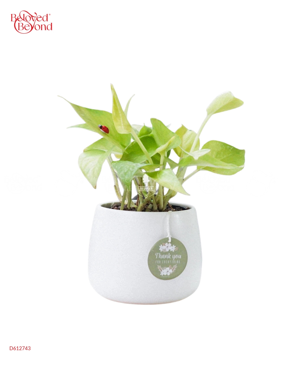 Trầu Bà Neon × Kanso 10.0 - belovedbeyond.com