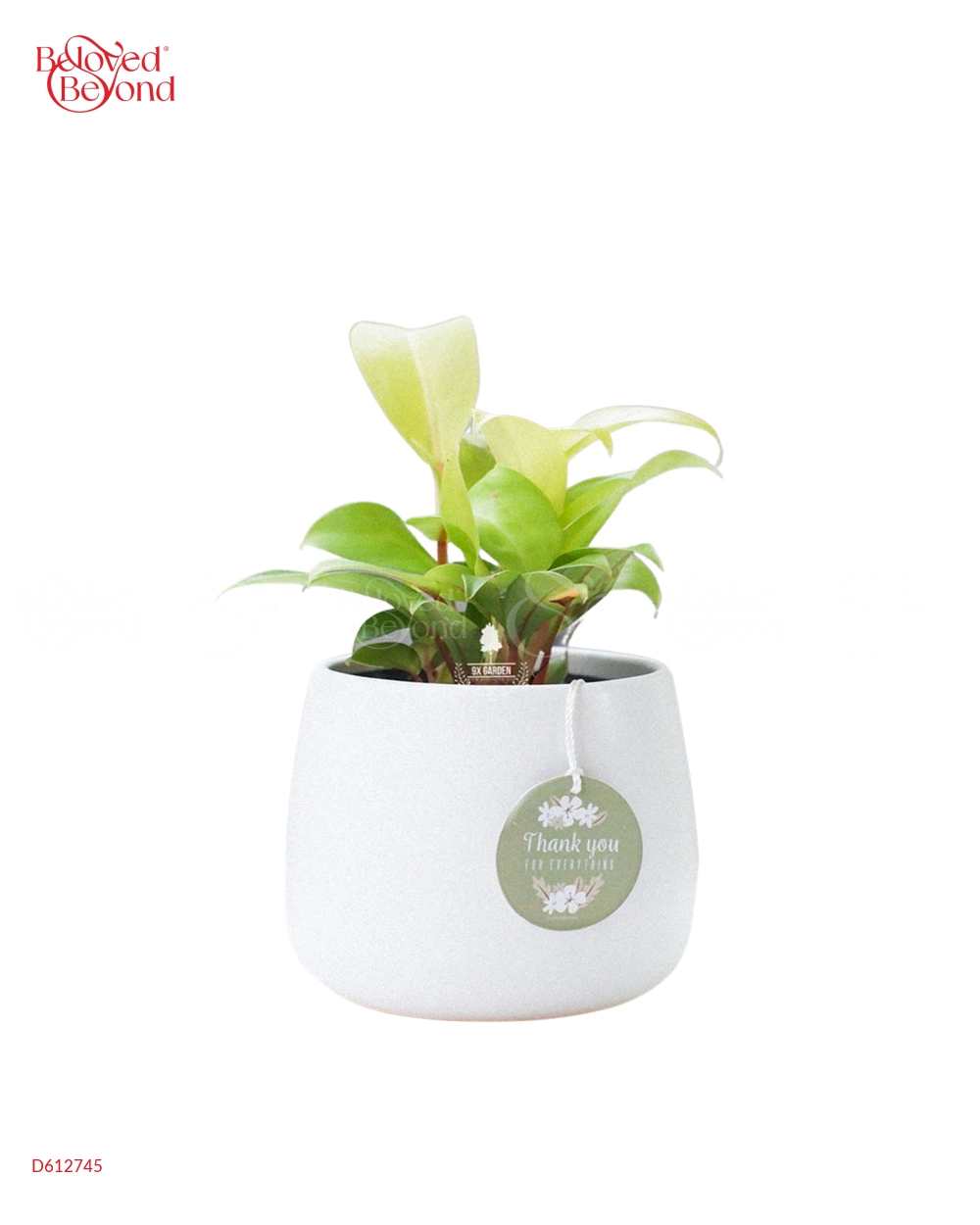 Trầu Bà Vàng × Kanso 10.0 - belovedbeyond.com