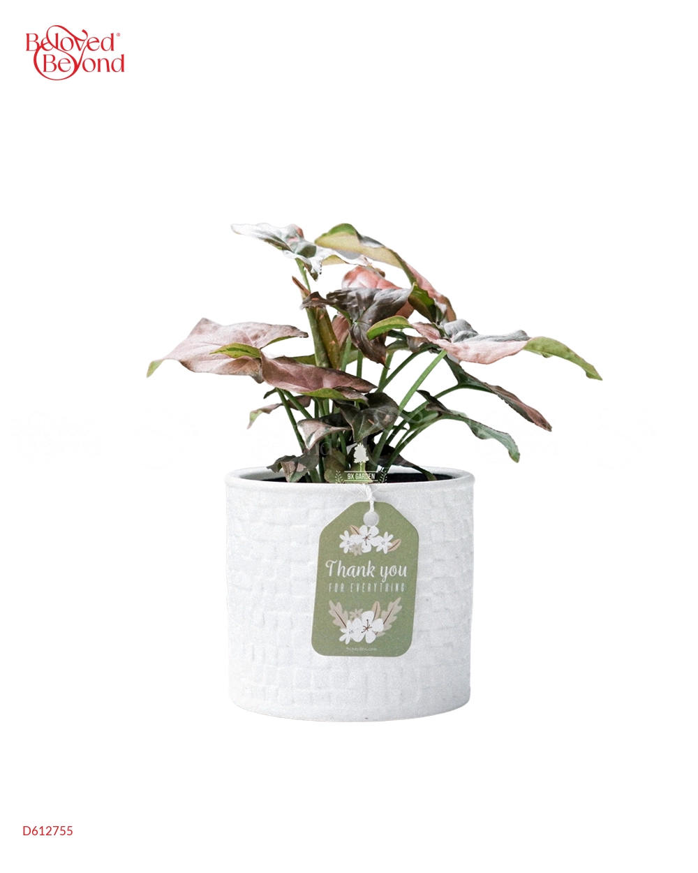 Môn Hồng × Ami 10.0 - belovedbeyond.com
