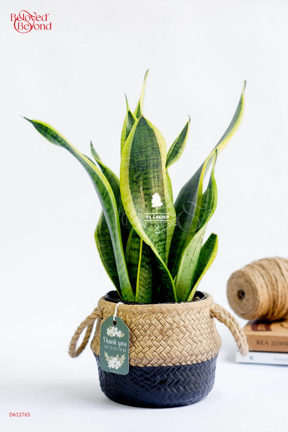 Lưỡi Hổ × Cói Gcs - belovedbeyond.com