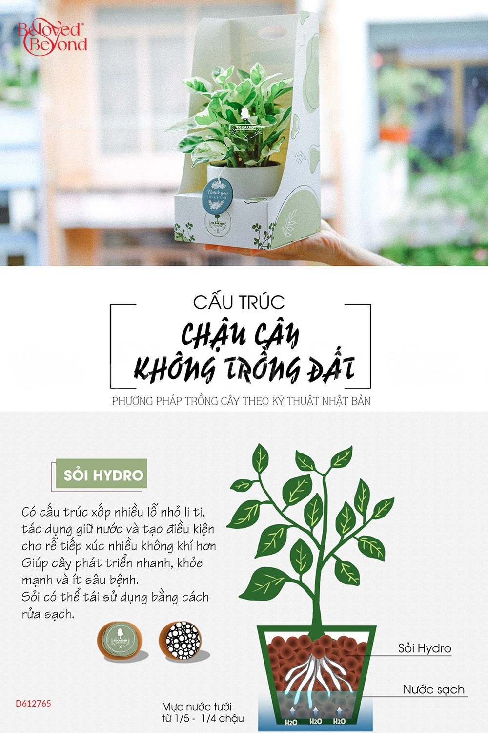 Lưỡi Hổ × Cói Gcs - belovedbeyond.com