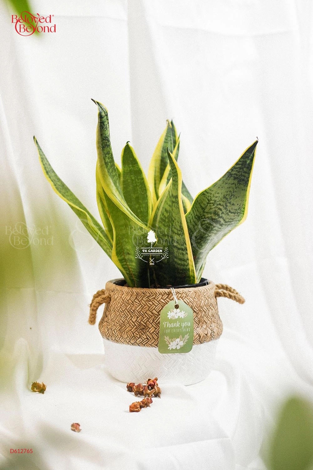 Lưỡi Hổ × Cói Gcs - belovedbeyond.com