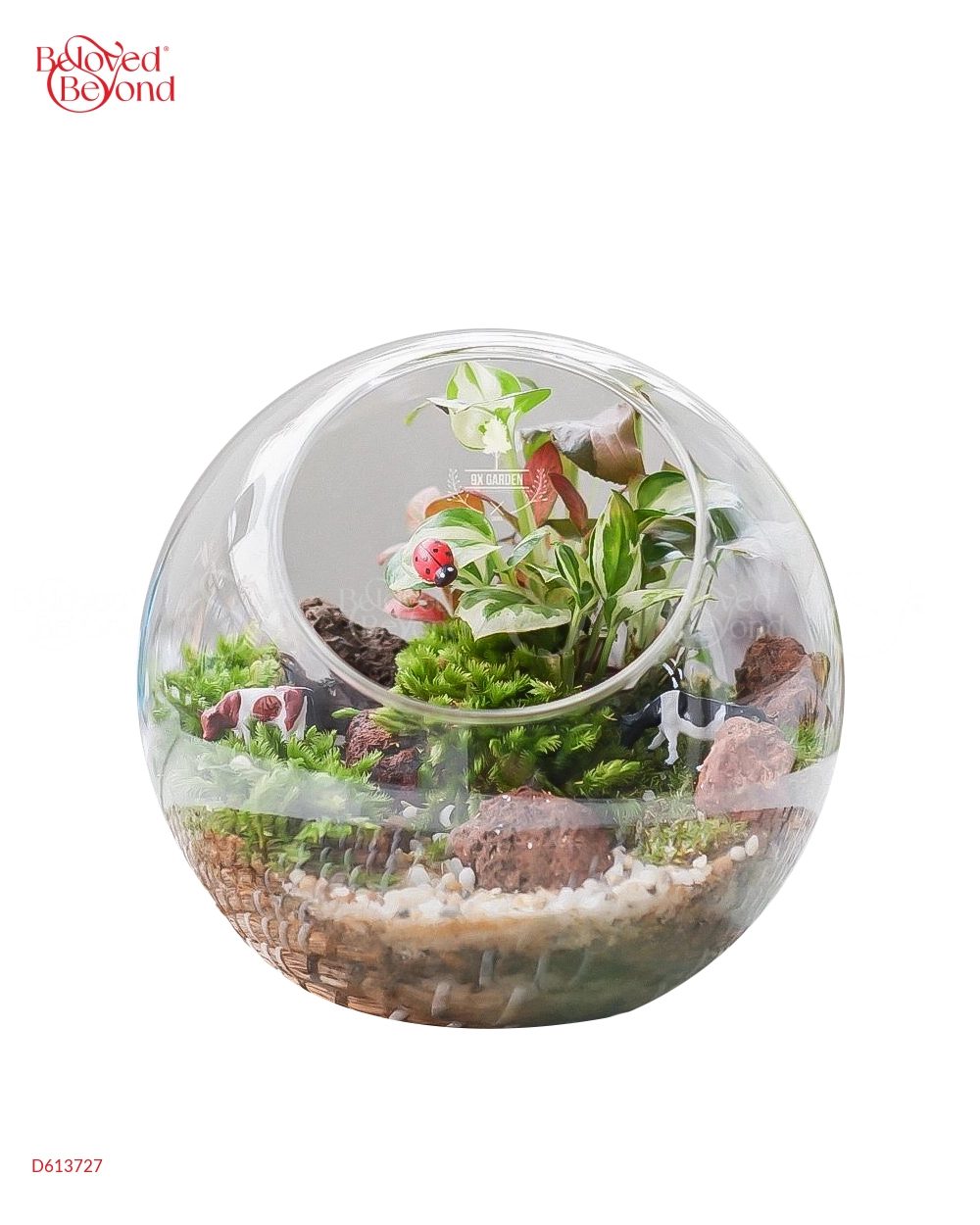 Tiểu Cảnh Terrarium - Tropical Forest 2 - belovedbeyond.com