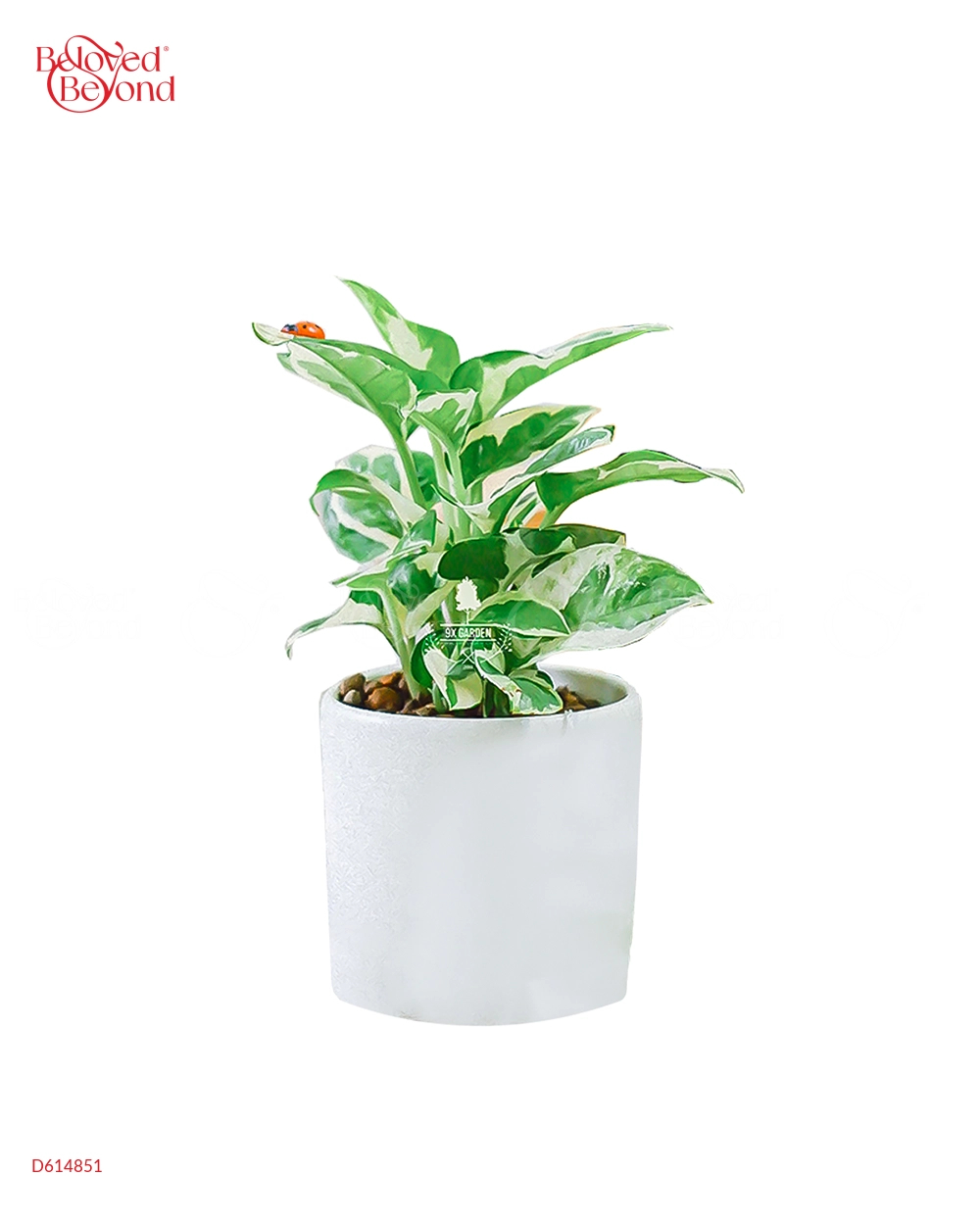 Cây Xanh Chậu Để Bàn Của 9X Garden Tại Hồ Chí Minh - D614851 - belovedbeyond.com