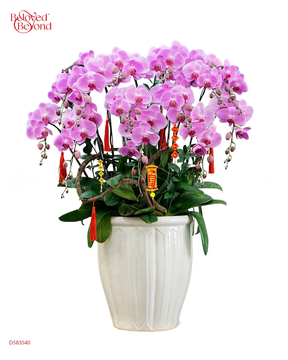 Thái Hoa - belovedbeyond.com