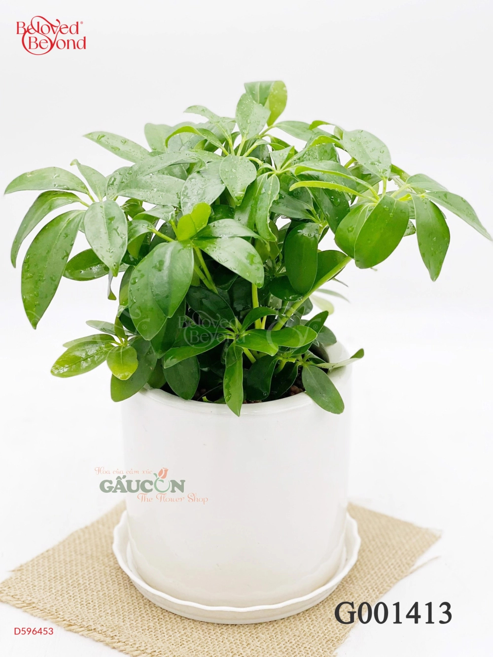Ngũ Gia Bì 25Cm - belovedbeyond.com