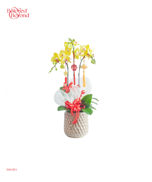 Lan Hồ Điệp Xuân Mẫu 9 - belovedbeyond.com