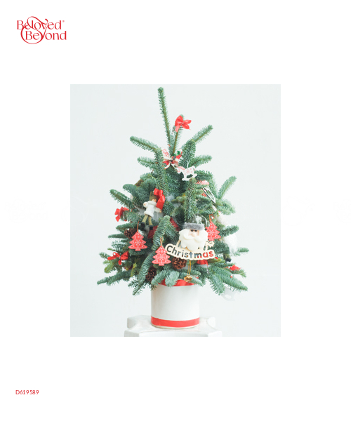 Thông Tươi Noel 60Cm 01 - belovedbeyond.com