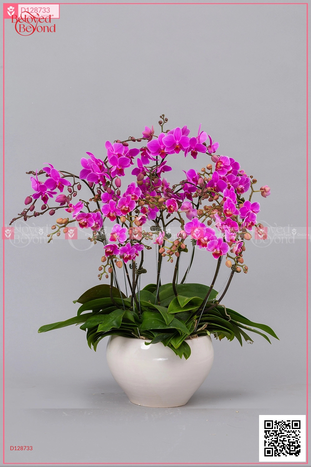 Đại Lộc - belovedbeyond.com