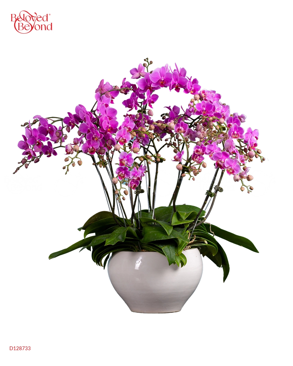 Đại Lộc - belovedbeyond.com