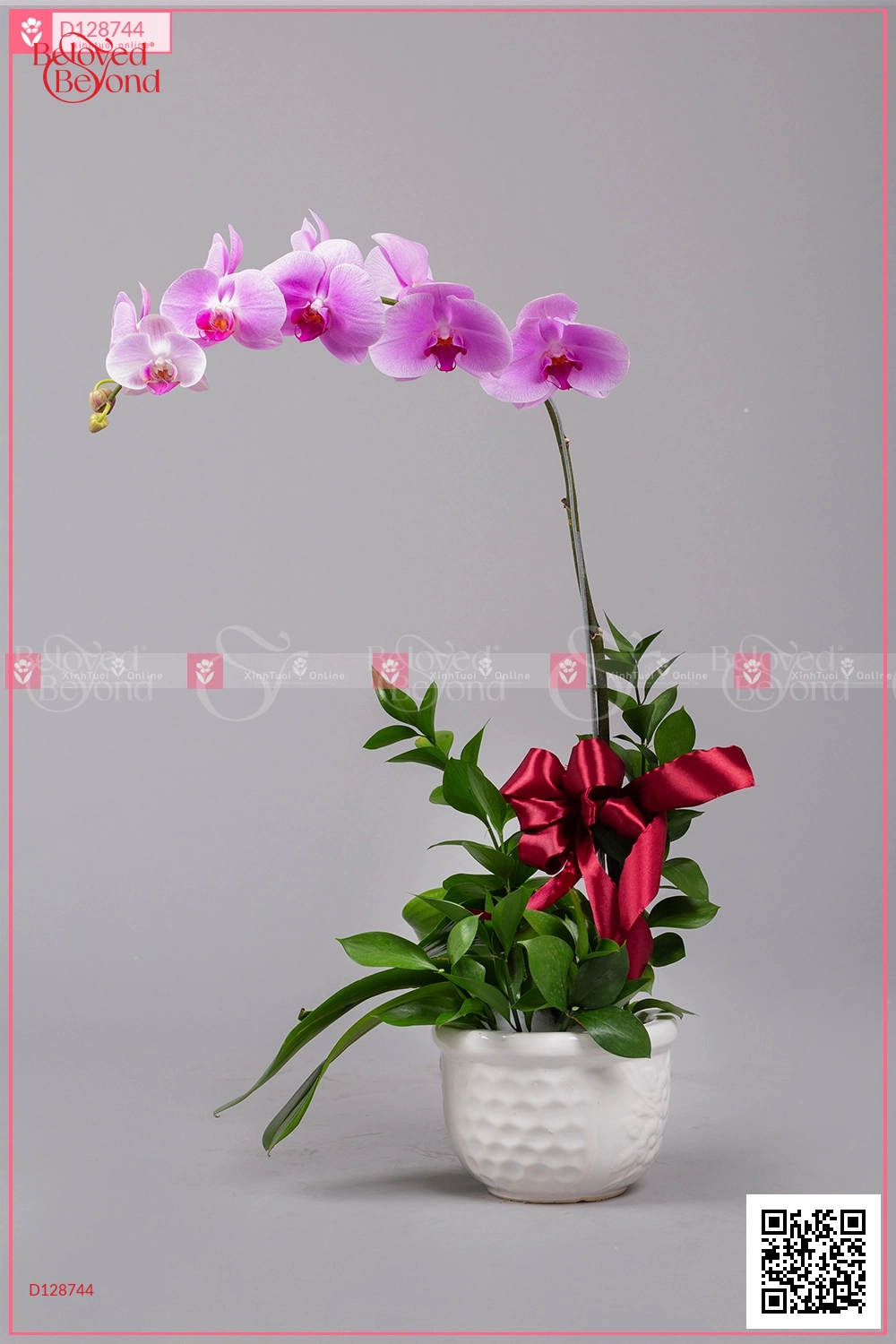 Hồ Điệp Cao Sang (01 Cành) - belovedbeyond.com