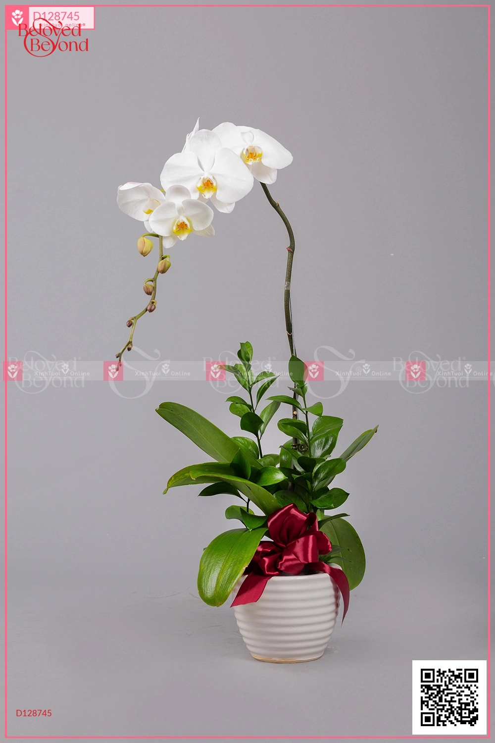 Hồ Điệp Cao Sang (01 Cành) - belovedbeyond.com