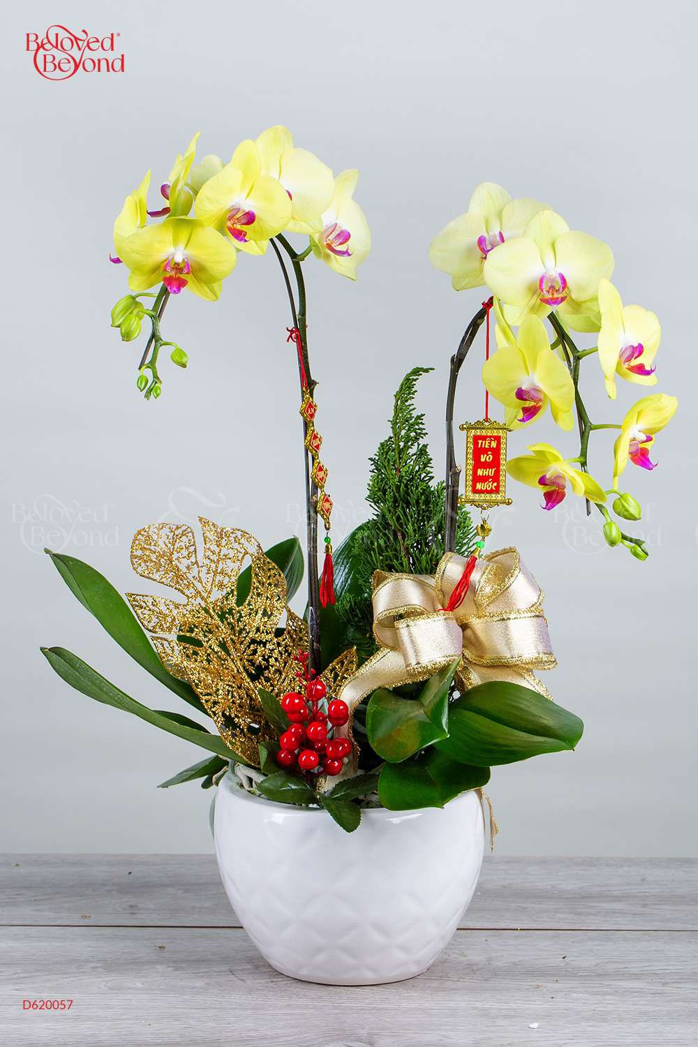 Như Ý Cát Tường - Lan Tết 2023 (02 Cành) - belovedbeyond.com