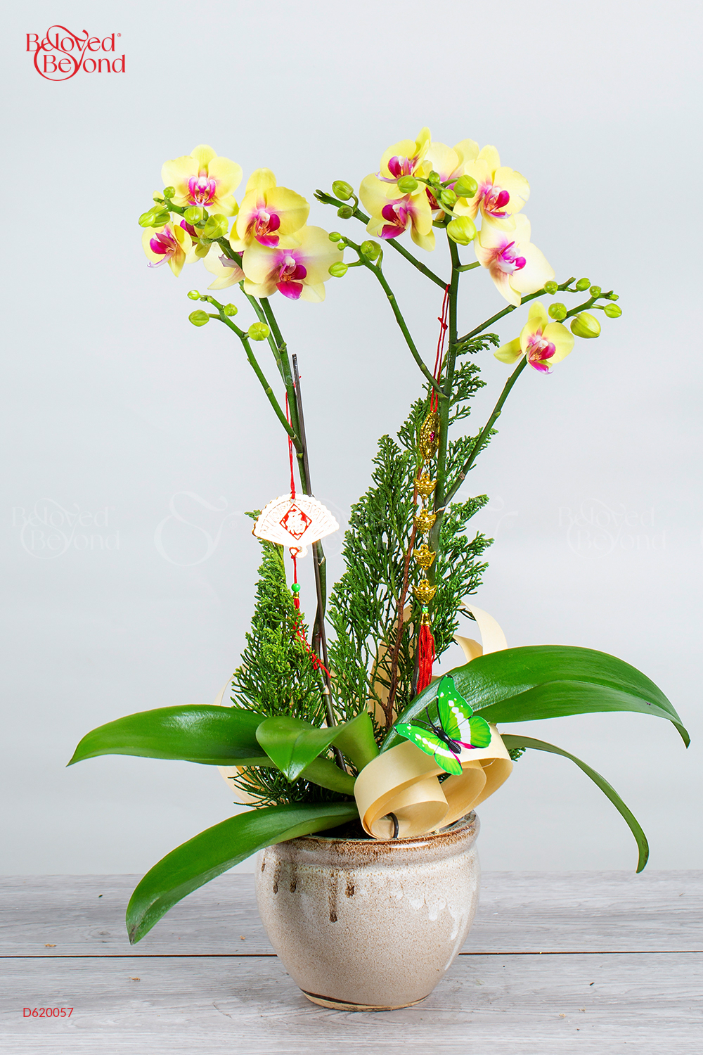 Như Ý Cát Tường - Lan Tết 2023 (02 Cành) - belovedbeyond.com