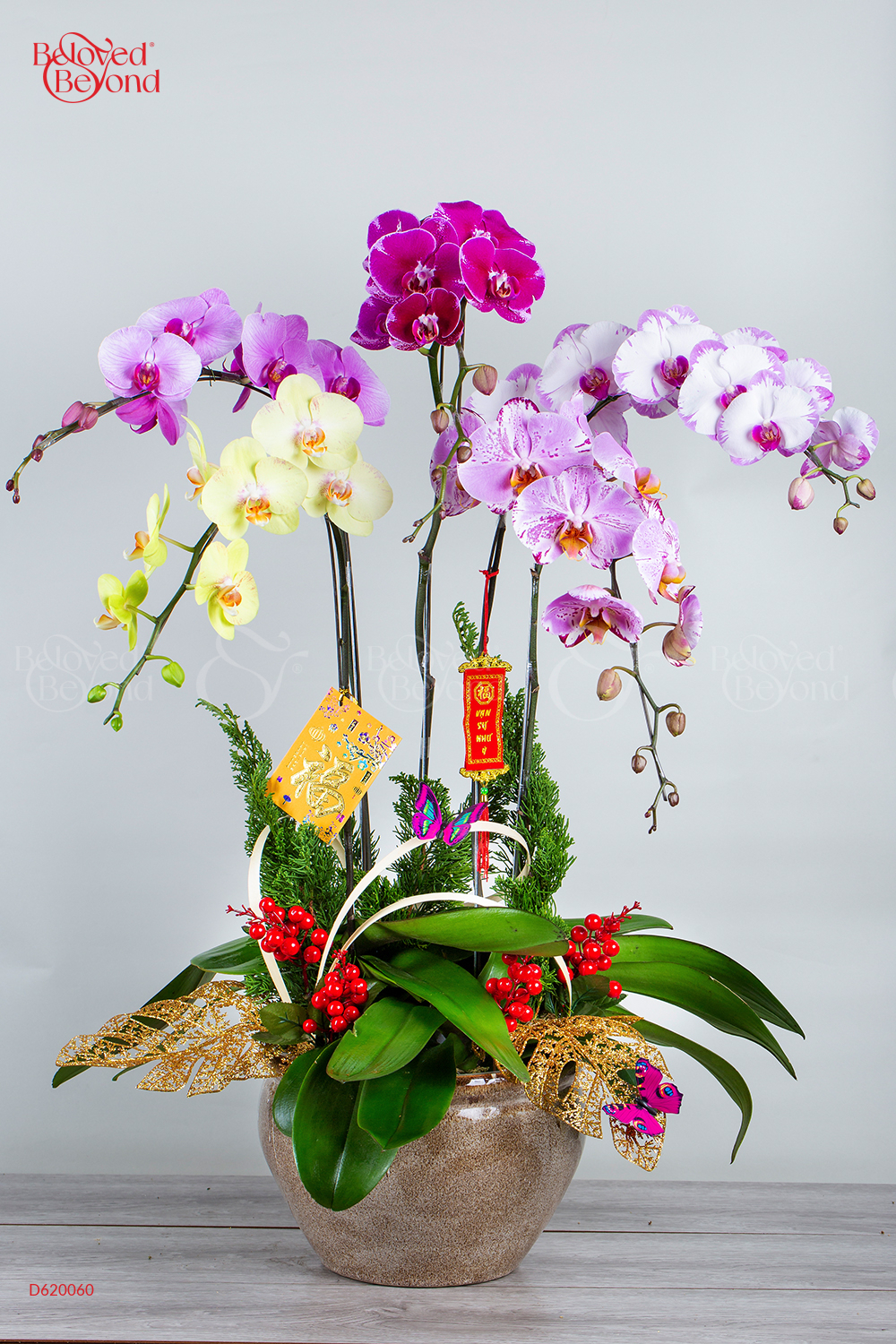 Sắc Xuân - Lan Tết 2023 (5 Cành) - belovedbeyond.com
